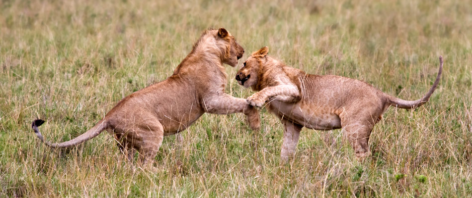 Lion Cubs